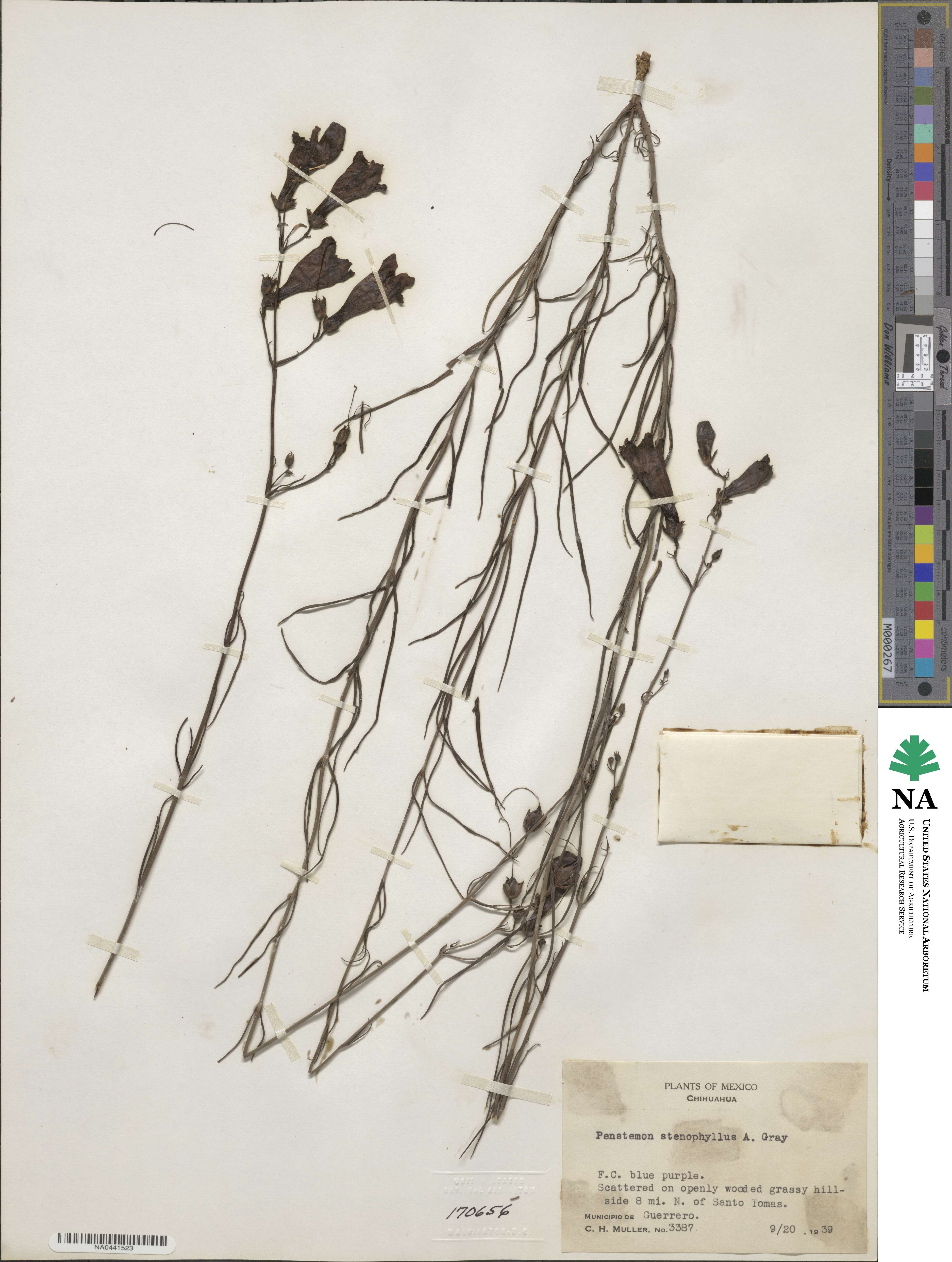 Penstemon stenophyllus image