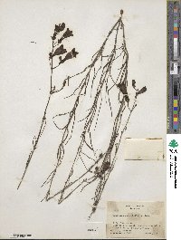 Penstemon stenophyllus image