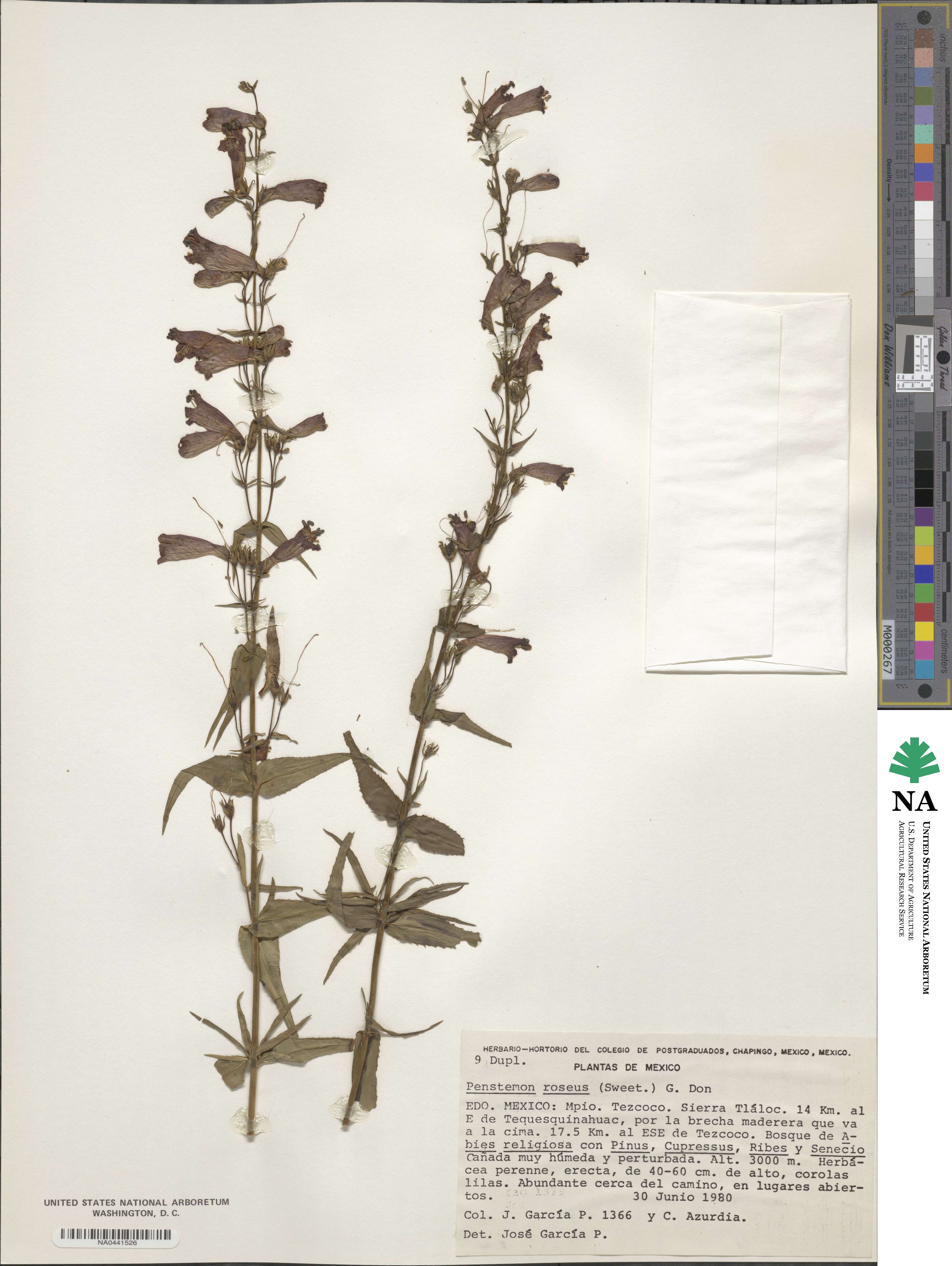 Penstemon roseus image