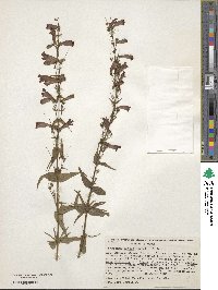 Penstemon roseus image