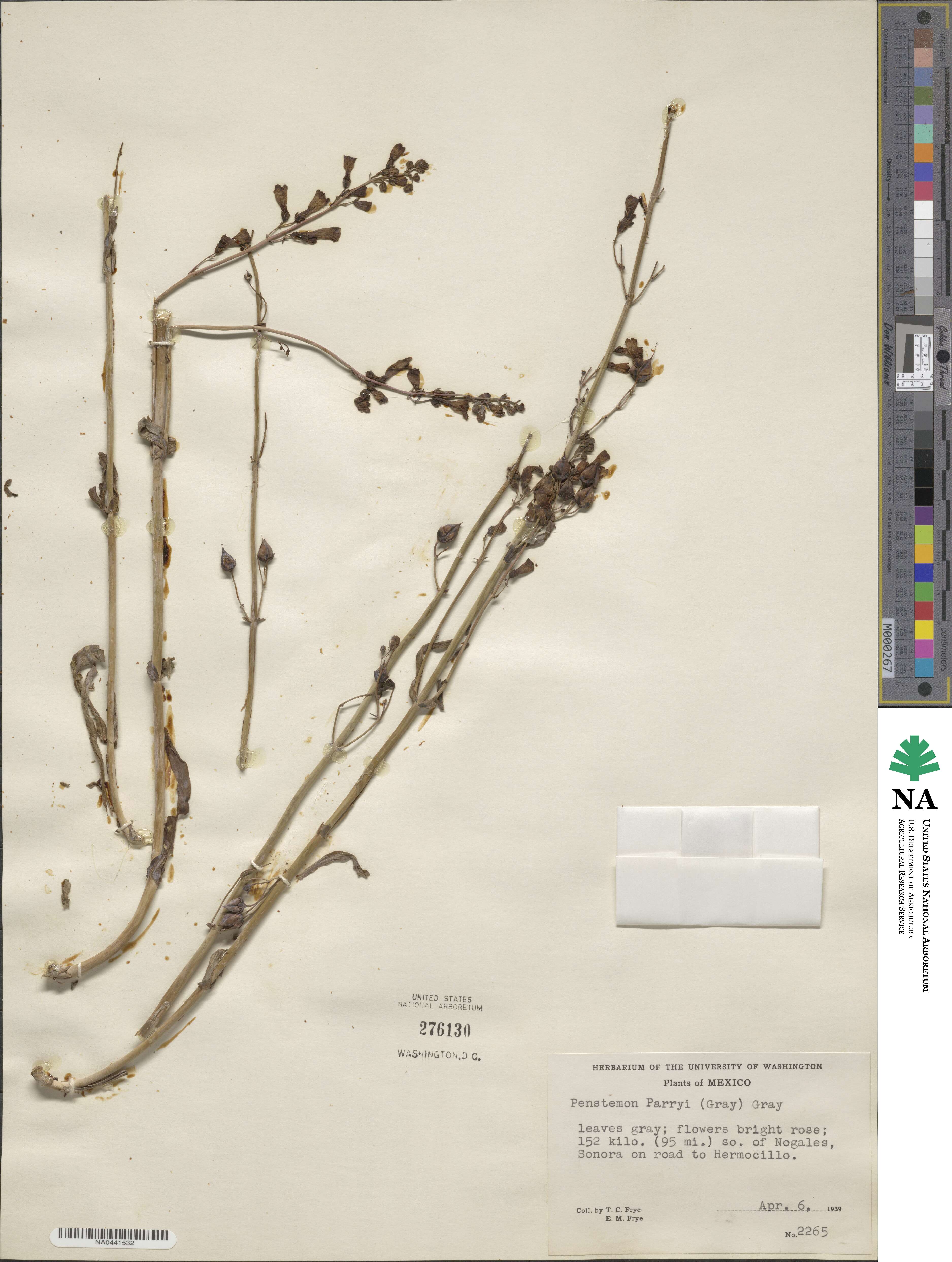 Penstemon parryi image
