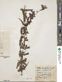 Penstemon roseus image