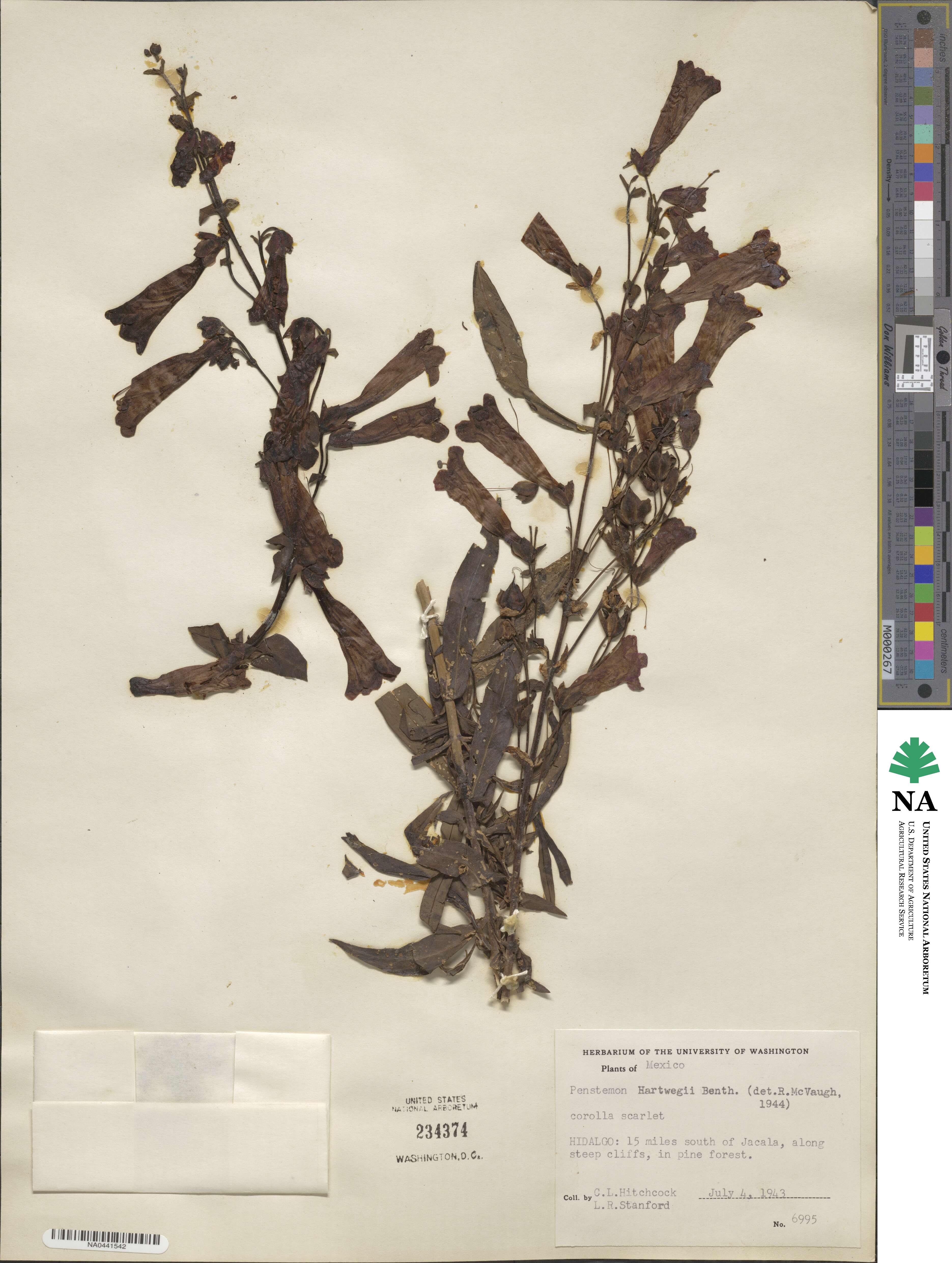 Penstemon hartwegii image