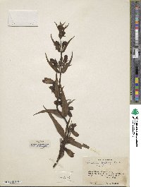 Penstemon hartwegii image