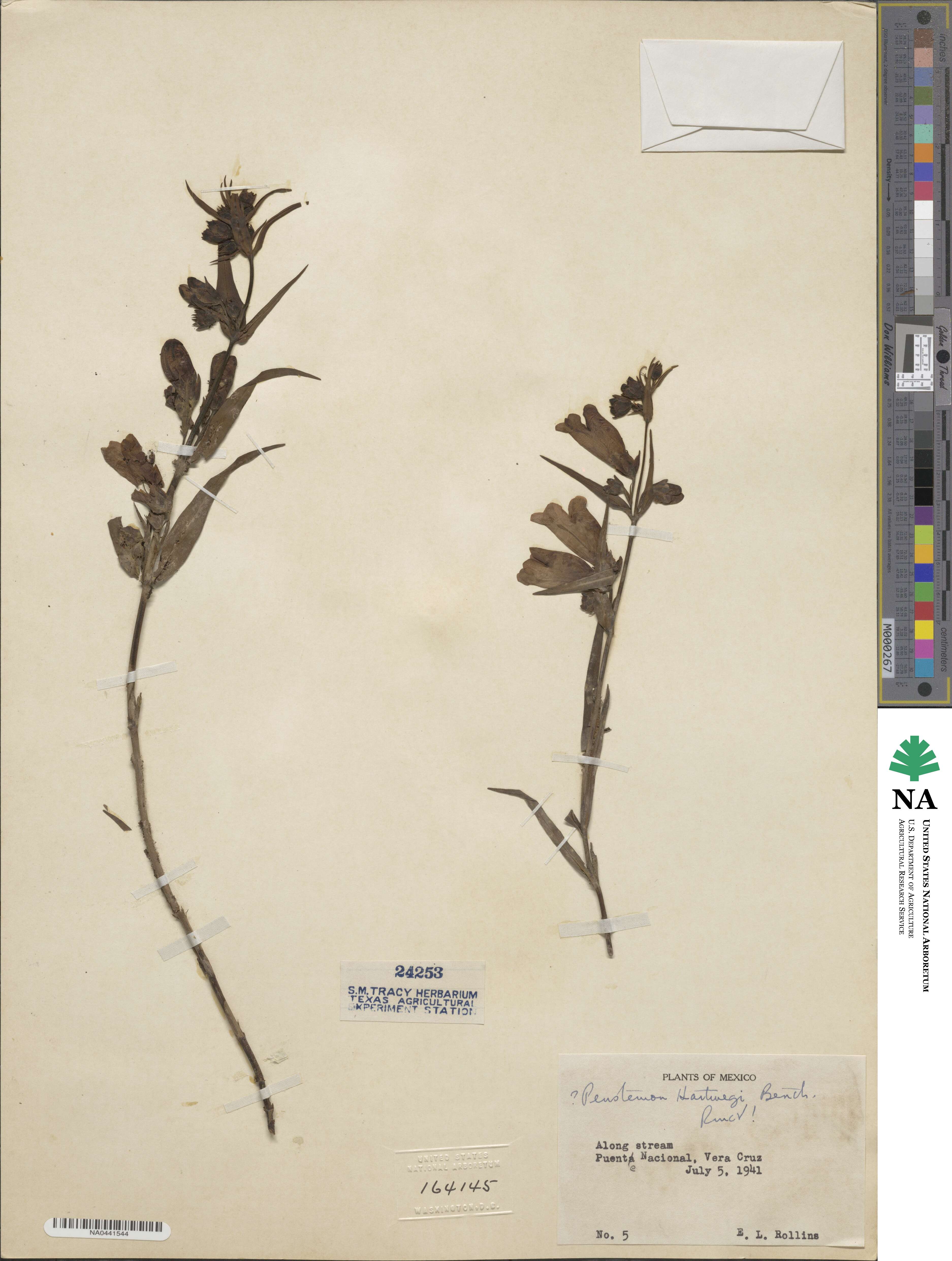 Penstemon hartwegii image