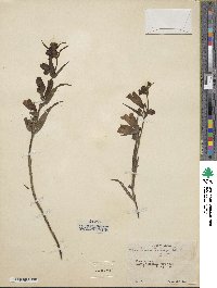 Penstemon hartwegii image