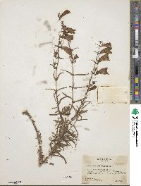 Image of Penstemon campanulatus