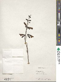 Penstemon barbatus image