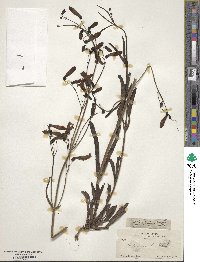 Penstemon barbatus image