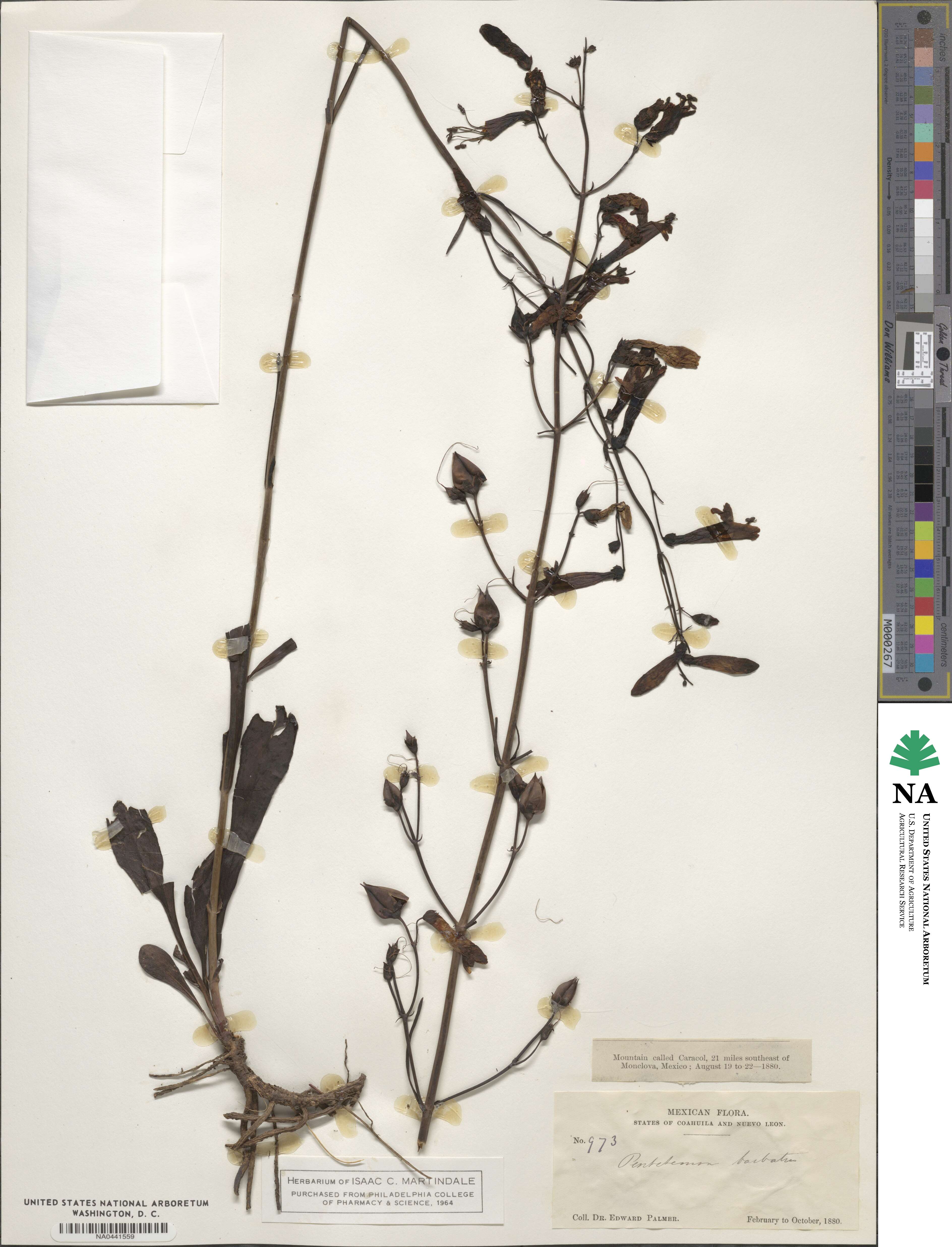 Penstemon barbatus image