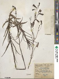 Penstemon barbatus image