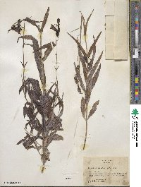 Penstemon barbatus image