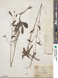 Penstemon barbatus image