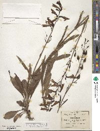 Penstemon barbatus image