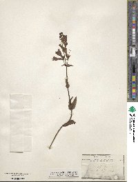 Penstemon serrulatus image