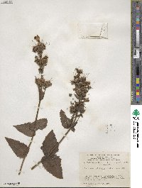 Penstemon serrulatus image