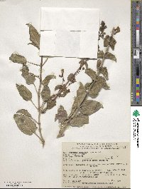 Penstemon clevelandii image