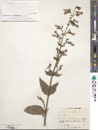 Penstemon clevelandii image