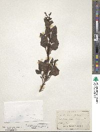 Penstemon clevelandii image