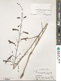 Penstemon barbatus image