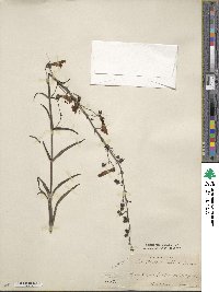 Penstemon barbatus var. torreyi image