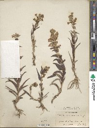 Penstemon acuminatus image