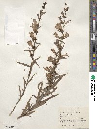 Penstemon heterophyllus image