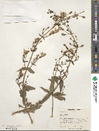 Penstemon grinnellii image