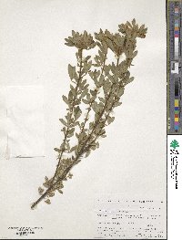 Penstemon fruticosus image