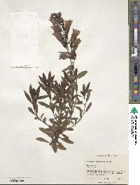 Penstemon fruticosus image