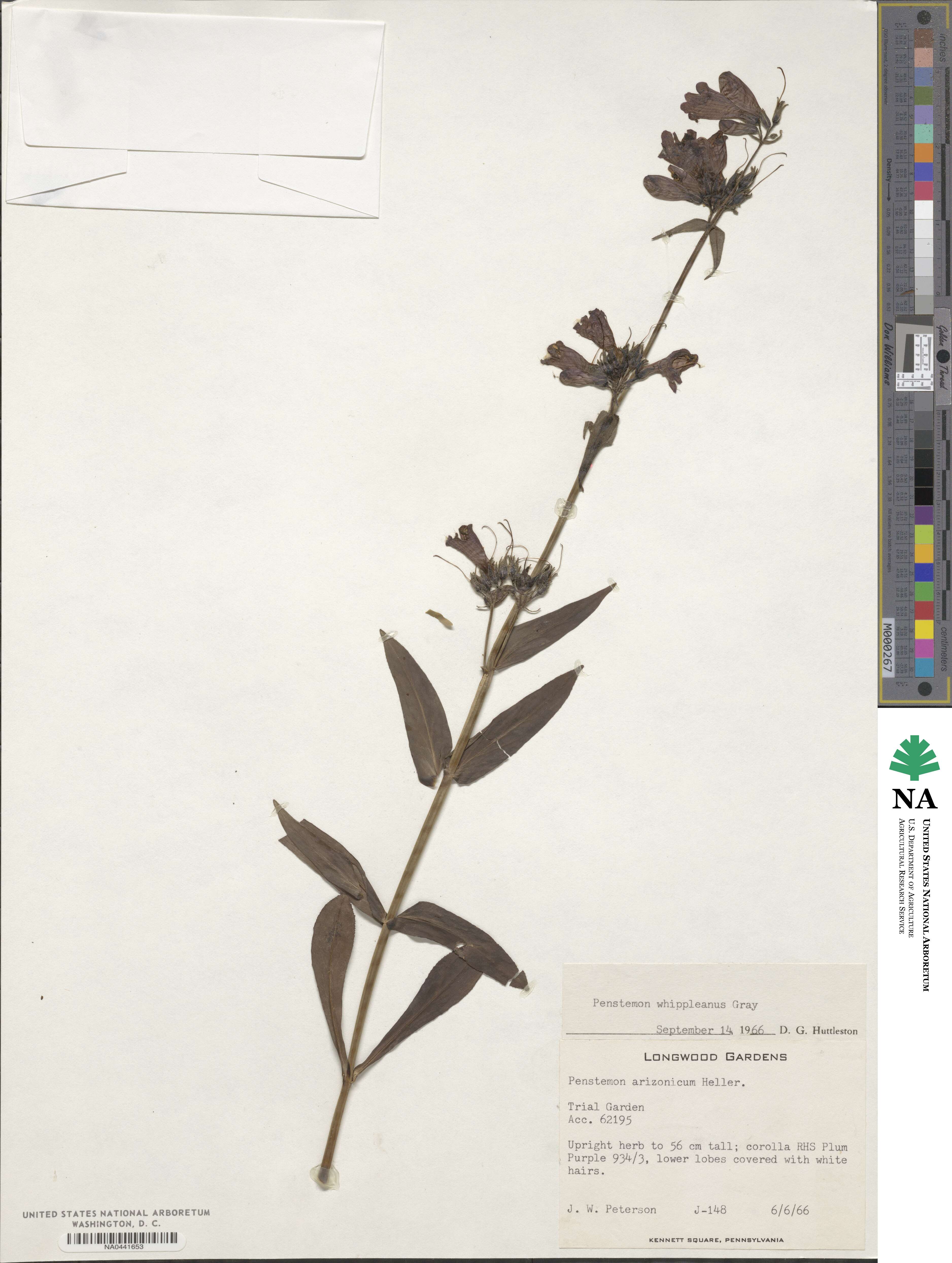 Penstemon whippleanus image