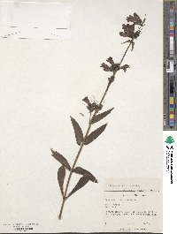 Penstemon whippleanus image