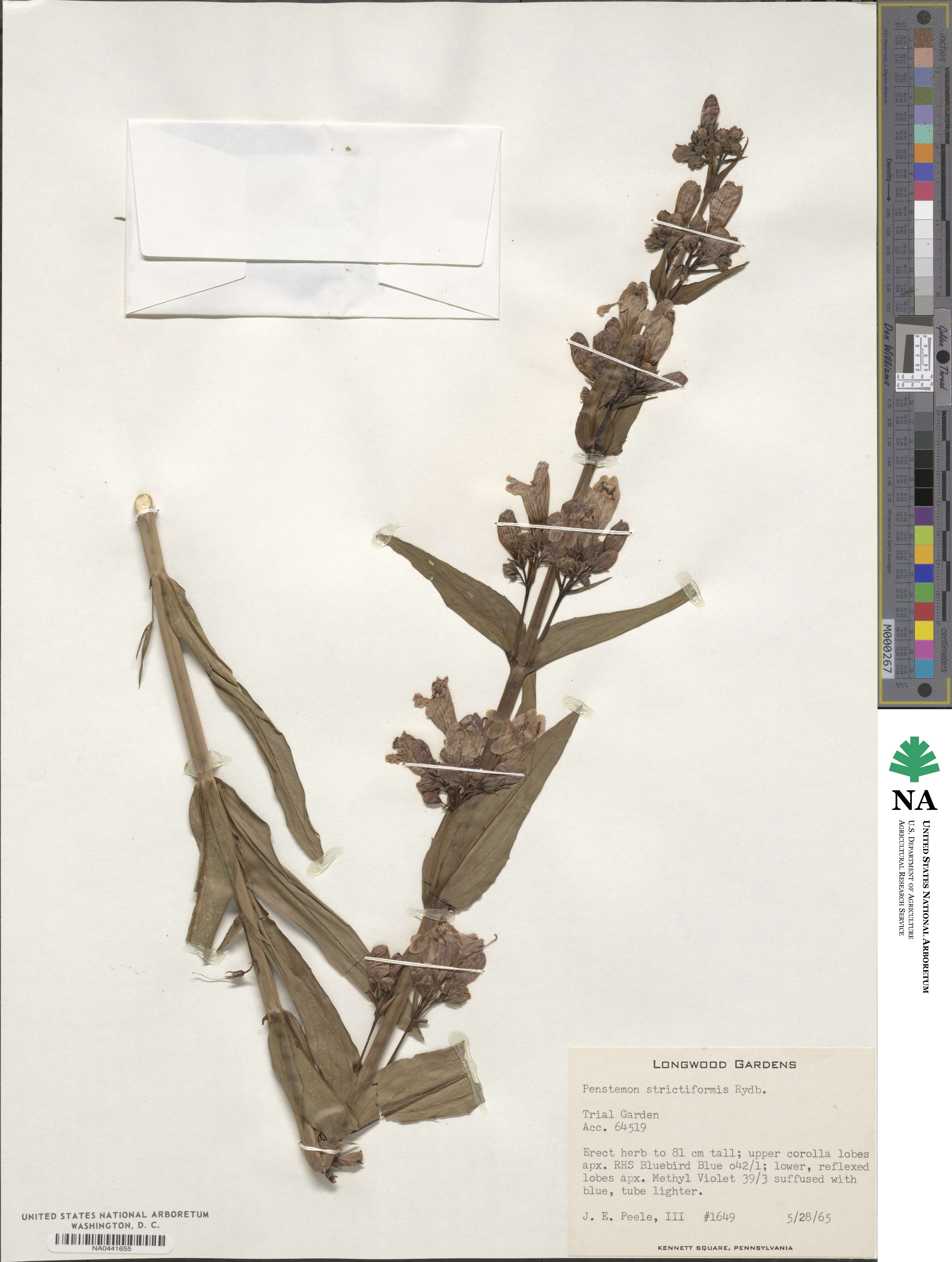 Penstemon strictiformis image