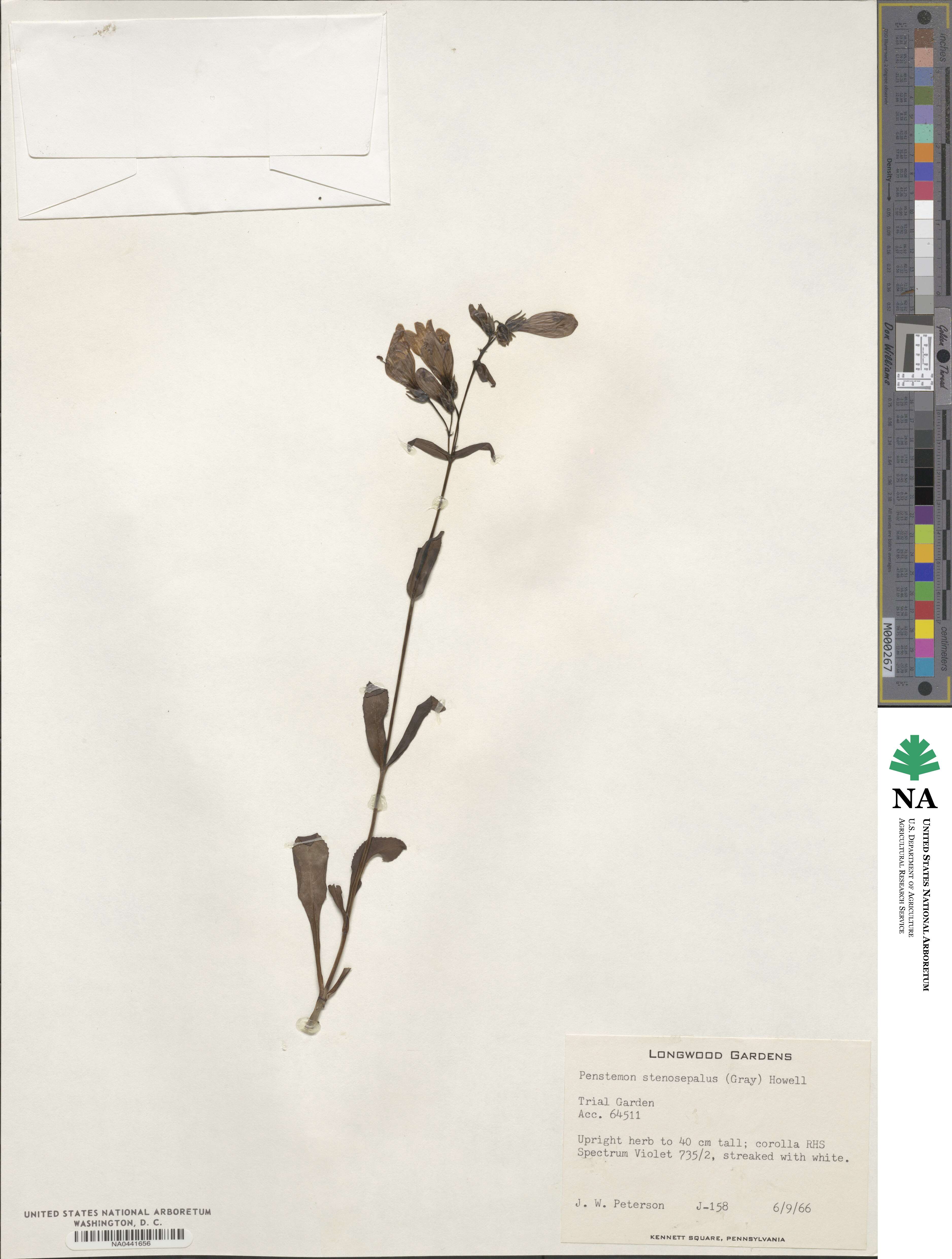 Penstemon whippleanus image