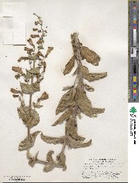 Penstemon spectabilis image