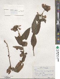 Penstemon serrulatus image