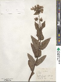 Penstemon serrulatus image