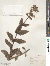 Penstemon serrulatus image