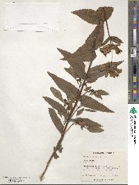 Penstemon serrulatus image