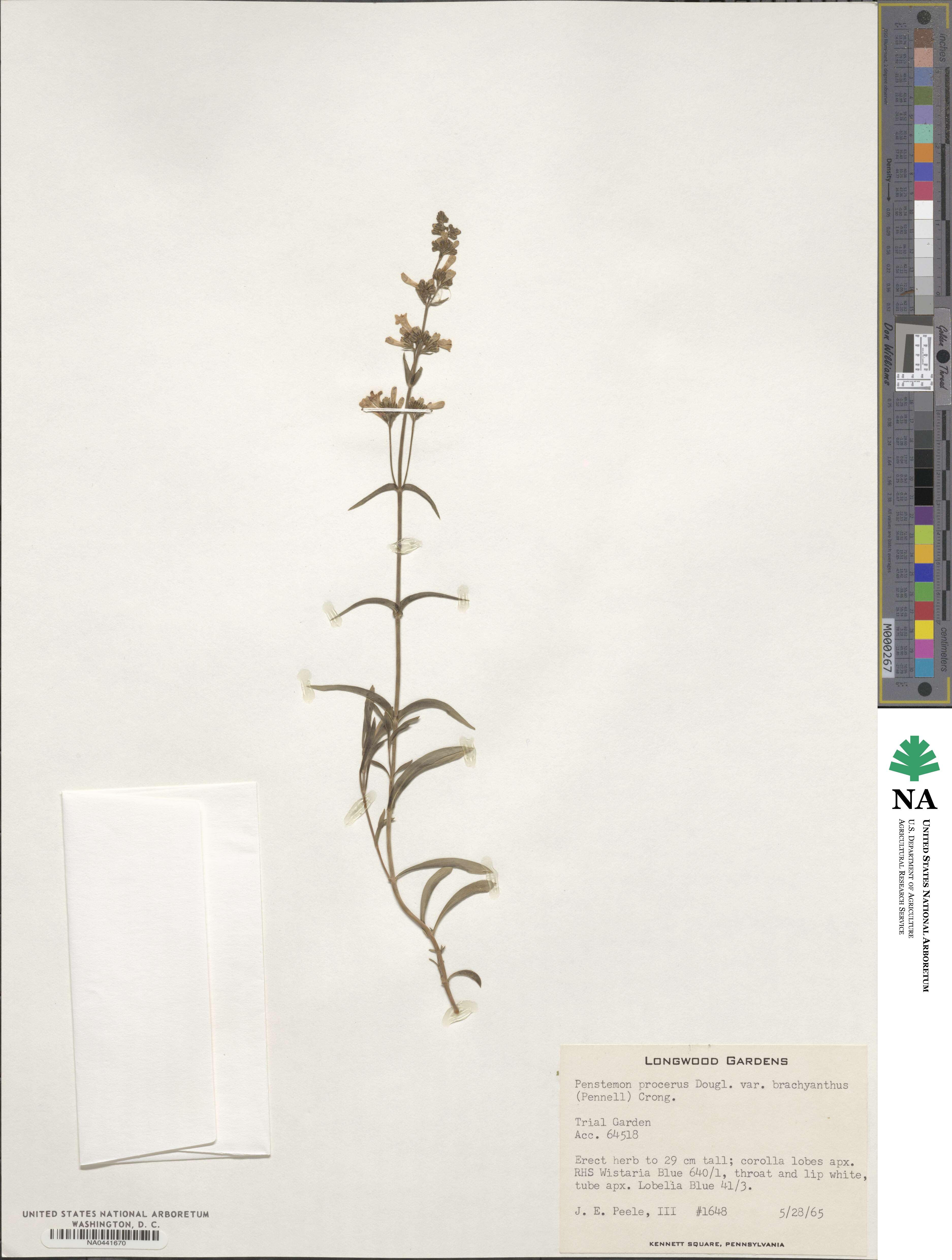 Penstemon procerus var. brachyanthus image