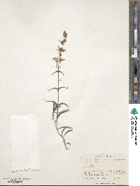 Penstemon procerus image