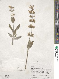 Penstemon procerus image