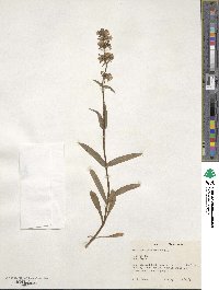 Penstemon procerus image