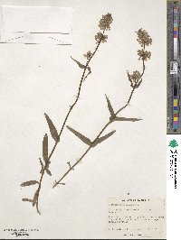 Penstemon procerus image