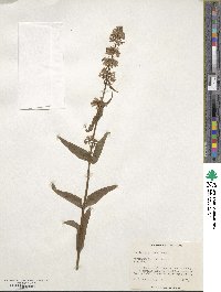 Penstemon procerus image