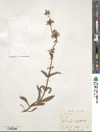 Penstemon procerus image