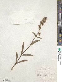 Penstemon procerus image