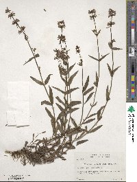 Penstemon procerus image