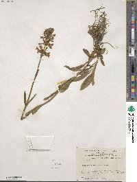 Penstemon procerus image