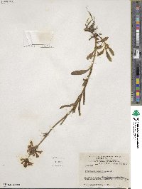 Penstemon procerus image